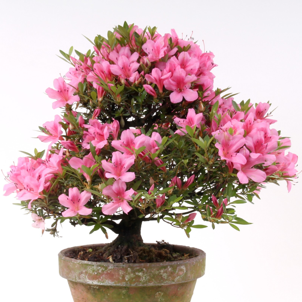 Bonsai Japanische Satsuki Azalee 'Chinzan', Rhododendron indicum 185/