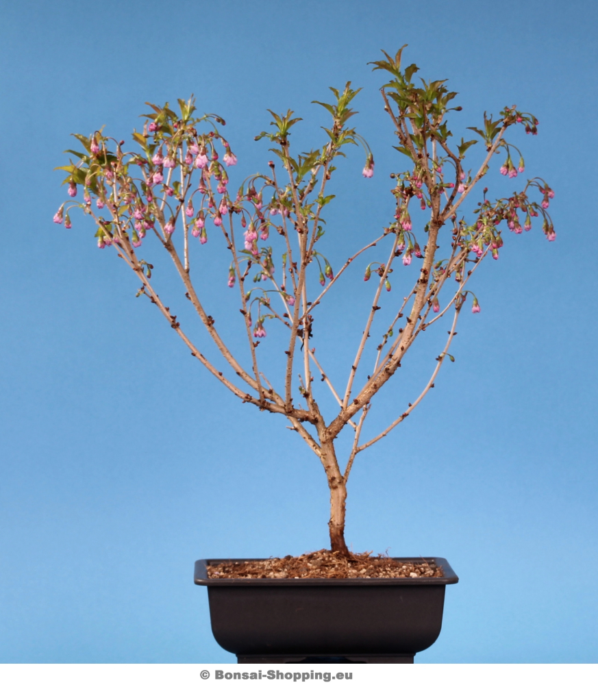 Bonsai Prunus incisa 'Oshidorii', Japanische Zierkirsche 155/11 eBay