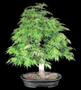 Acer-palmatum-Faecherahorn