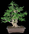 Bougainvillea glabra