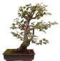 Preview: Bonsai - Alnus cordata, Italienische Erle, Herzblättrige Erle 197/186