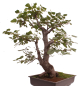 Preview: Bonsai - Alnus cordata, Italienische Erle, Herzblättrige Erle 197/186
