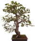 Preview: Bonsai - Alnus cordata, Italienische Erle, Herzblättrige Erle 197/186