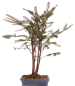 Preview: Bonsai - Taxus baccata - Europäische Eibe 3er-Gruppe  201/212