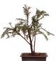 Preview: Bonsai Taxus baccata – Europäische Eibe – 38 cm – 201/219