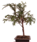 Preview: Bonsai Taxus baccata – Europäische Eibe – 38 cm – 201/219