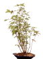 Preview: Bonsai - Acer buergerianum, Dreispitzahorn, Wald mit 8 Bäumen 204/05
