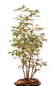 Preview: Bonsai - Acer buergerianum, Dreispitzahorn, Wald mit 8 Bäumen 204/05