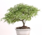 Preview: Bonsai - Acer palmatum Kiyohime, Japanischer Fächerahorn 204/61