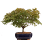 Preview: Bonsai - Acer palmatum Kiyohime, Japanischer Fächerahorn 204/69