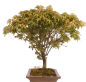 Preview: Bonsai - Acer palmatum Kiyohime - Japanischer Fächerahorn 204/74