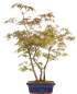 Preview: Bonsai - Acer palmatum 'Yamamomiji', Japanischer Fächerahorn 204/92D
