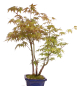 Preview: Bonsai - Acer palmatum 'Yamamomiji', Japanischer Fächerahorn 204/92D