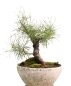 Preview: Bonsai - Pinus sylvestris, Waldkiefer Shohin 208/25