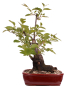 Preview: Bonsai - Prunus padus - Traubenkirsche - Yamadori  208/31
