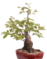 Preview: Bonsai - Prunus padus - Traubenkirsche - Yamadori  208/31