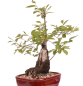 Preview: Bonsai - Prunus padus - Traubenkirsche - Yamadori  208/31