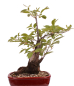 Preview: Bonsai - Prunus padus - Traubenkirsche - Yamadori  208/31