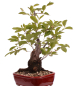 Preview: Bonsai - Prunus padus - Traubenkirsche - Yamadori  208/31