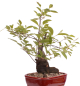 Preview: Bonsai - Prunus padus - Traubenkirsche - Yamadori  208/31