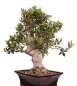 Preview: Bonsai - Olea europaea, Olive 209/165