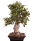 Preview: Bonsai - Olea europaea, Olive 209/165