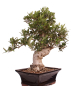 Preview: Bonsai - Olea europaea, Olive 209/165