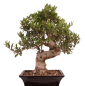 Preview: Bonsai - Olea europaea, Olive 209/165