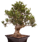 Preview: Bonsai - Olea europaea, Olive 209/165