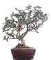 Mobile Preview: Bonsai - Olea europaea Sylvestris, Wild-Olive  209/170