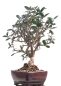 Mobile Preview: Bonsai - Olea europaea Sylvestris, Wild-Olive  209/170