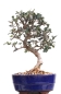 Preview: Bonsai - Olea europaea Sylvestris, Wild-Olive 209/174