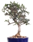 Preview: Bonsai - Olea europaea Sylvestris, Wild-Olive 209/174