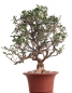 Preview: Bonsai - Olea europaea Sylvestris, Wild-Olive 209/175