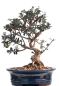 Preview: Bonsai - Olea europaea Sylvestris, Wild-Olive 209/176