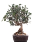 Mobile Preview: Bonsai - Olea europaea Sylvestris, Wild-Olive  209/180