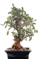 Mobile Preview: Bonsai - Olea europaea Sylvestris, Wild-Olive 209/185