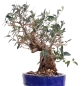 Mobile Preview: Bonsai - Olea europaea Sylvestris, Wild-Olive 209/186