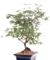 Preview: Bonsai - Acer palmatum, Japanischer Fächerahorn 209/19