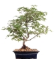 Preview: Bonsai - Acer palmatum, Japanischer Fächerahorn 209/19