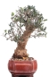 Preview: Bonsai - Olea europaea Sylvestris, Wild-Olive 209/206