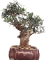 Mobile Preview: Bonsai - Olea europaea Sylvestris, Wild-Olive  209/207