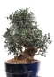 Mobile Preview: Bonsai - Olea europaea Sylvestris, Wild-Olive  209/220