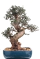 Mobile Preview: Bonsai - Olea europaea Sylvestris, Wild-Olive  209/223