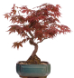 Preview: Bonsai - Acer palmatum - Japanischer Fächerahorn 209/25