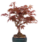Preview: Bonsai - Acer palmatum - Japanischer Fächerahorn 209/25