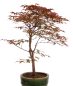 Preview: Bonsai - Acer palmatum Deshojo, roter Fächerahorn 209/43