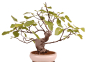 Preview: Bonsai - Ficus carica - echte Feige, Feigenbaum 209/80