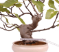 Preview: Bonsai - Ficus carica - echte Feige, Feigenbaum 209/80