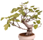 Preview: Bonsai - Ficus carica - echte Feige, Feigenbaum 209/80